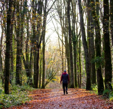 Deepark Forest, Trail, Co Cavan_master