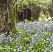 HR Bluebells & trunk