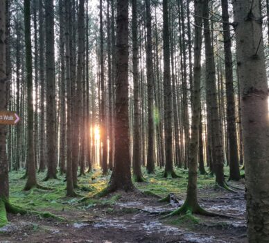 woodland image Jan 2021